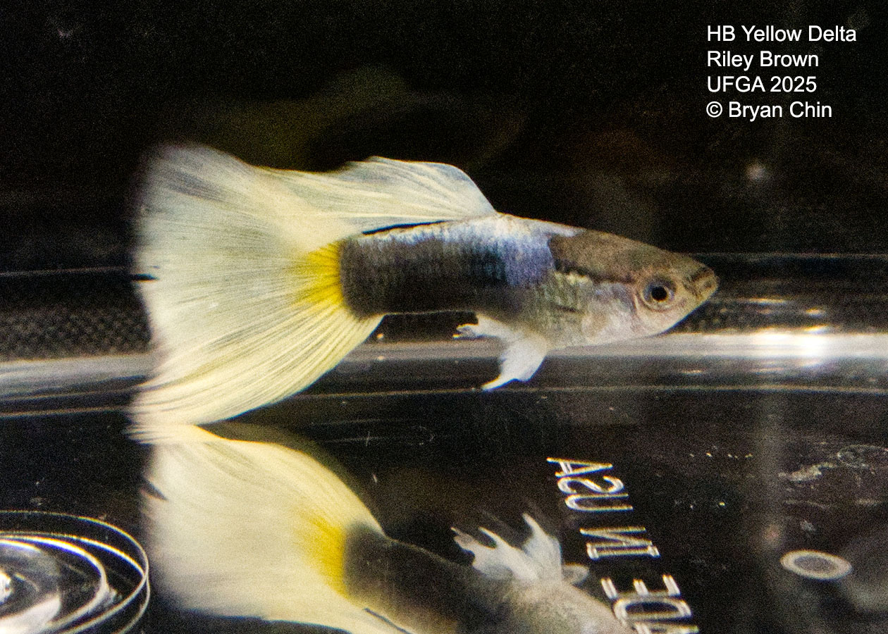 Guppy HB Yellow